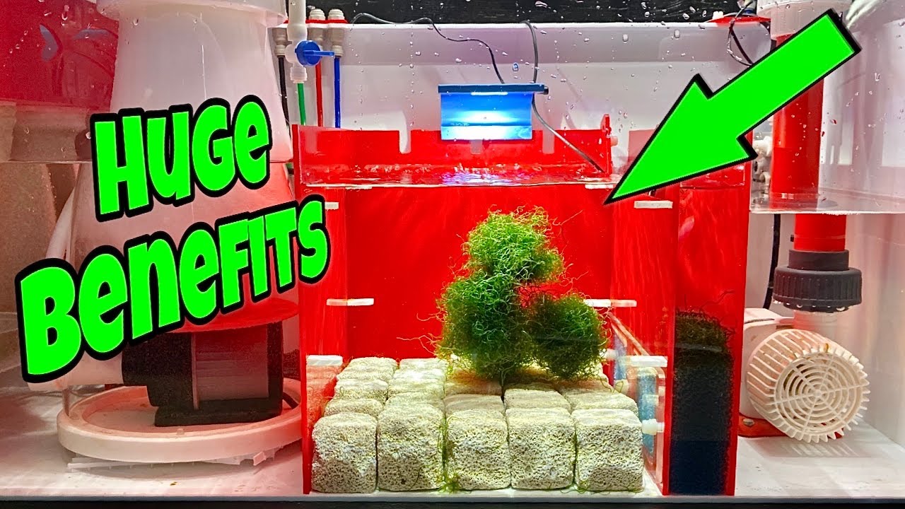 IN SUMP REFUGIUM Setup FOR SALTWATER AQUARIUM (STUNNING)