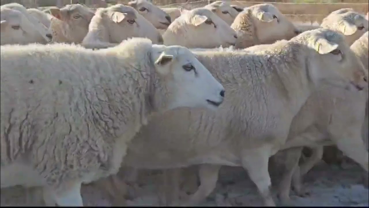 Preparing the ewes for breeding. (Film 1.)