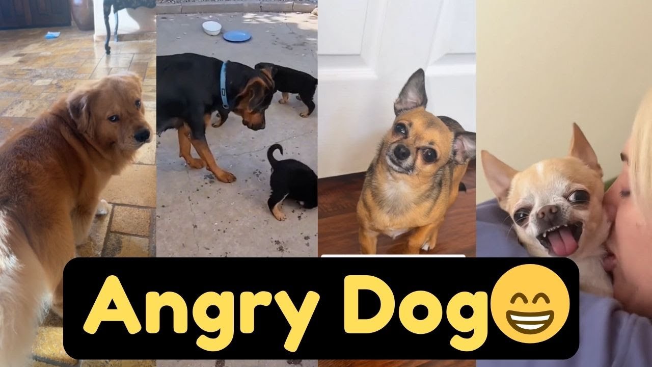 Angry Dog, Crazy Funny Dogs That Will Make You Laugh Nonstop 🐶🤣