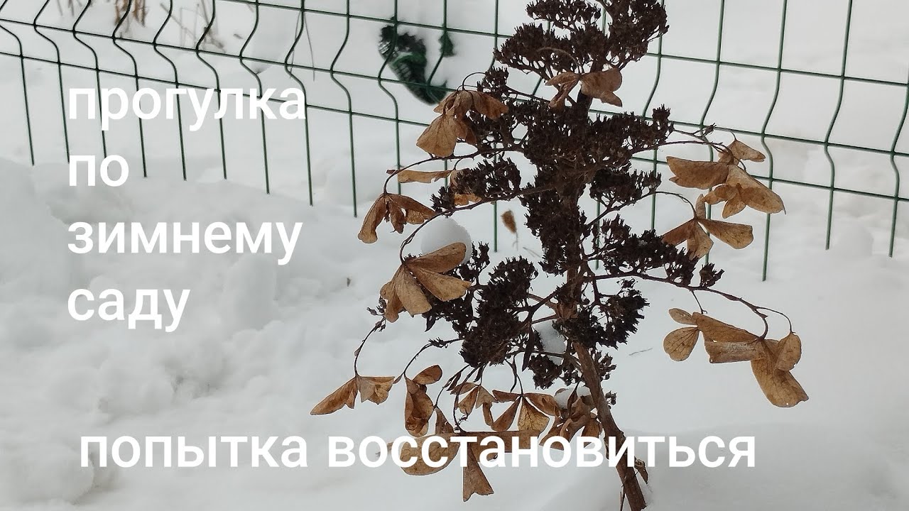 19.01.26#прогулка по зимнему саду#