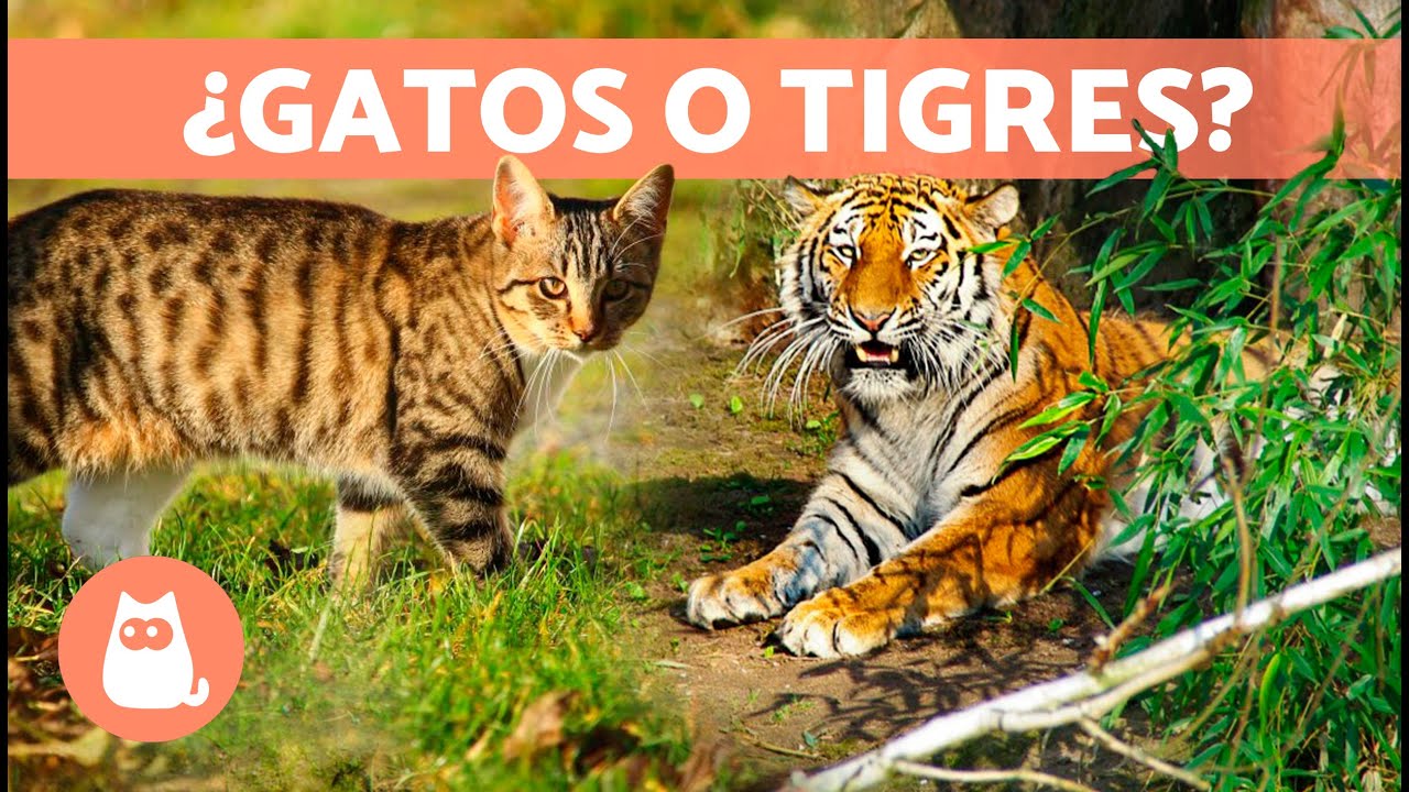 10 RAZAS de GATOS ATIGRADOS 🐯 &iexcl;Desc&uacute;brelas!