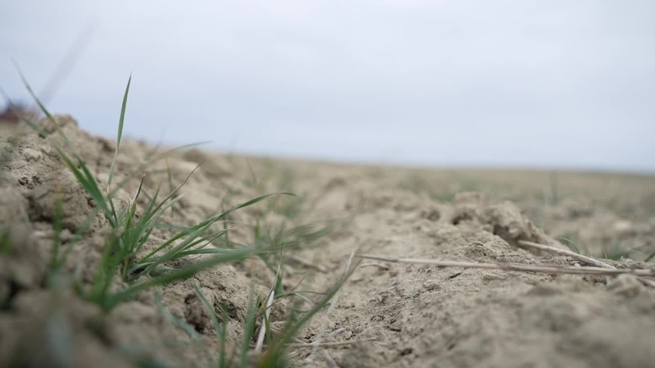 Montana Ag Network: February heat raises worries for Montana’s winter wheat