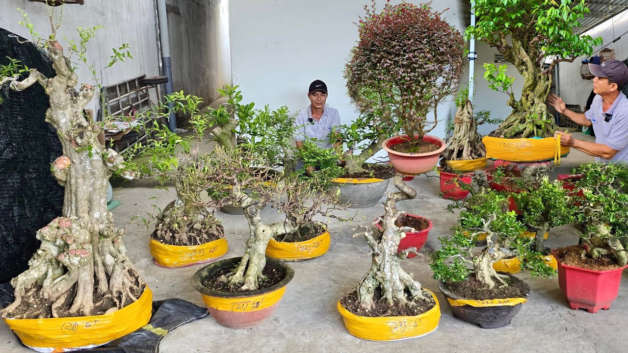Duy Mạnh 25/9 chào giá nhiều loại Cây Cảnh Bonsai Hoa Trái đầy đủ | 0903095052