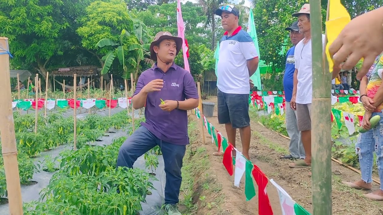 Anu ba Ang hiwaga sili Ng estwest seeds