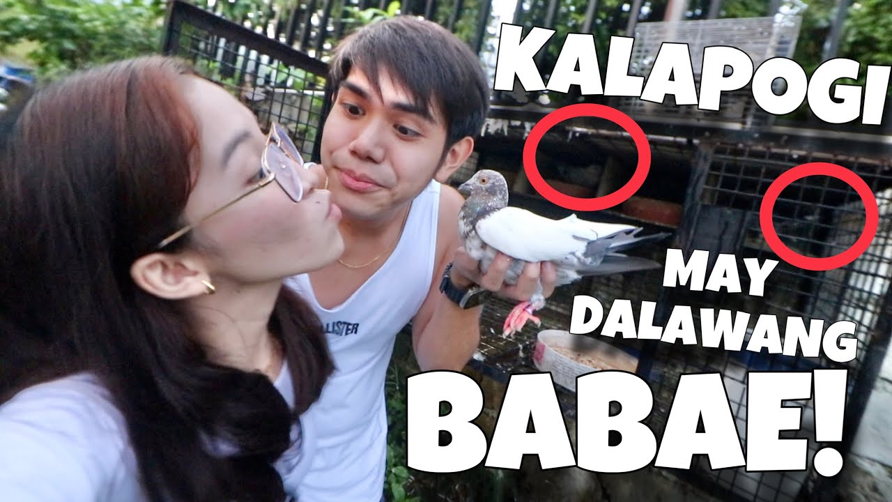 MAMAHALING DAGIT NA KALAPATI DALAWA ANG JOWA!! Free flight pigeon with macaw parrots! | Murillo Bros