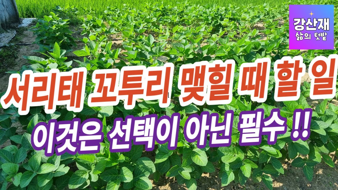 [텃밭] 콩 꼬투리 맺힐 때 할일, 이건 선택이 아닌 필수입니다.