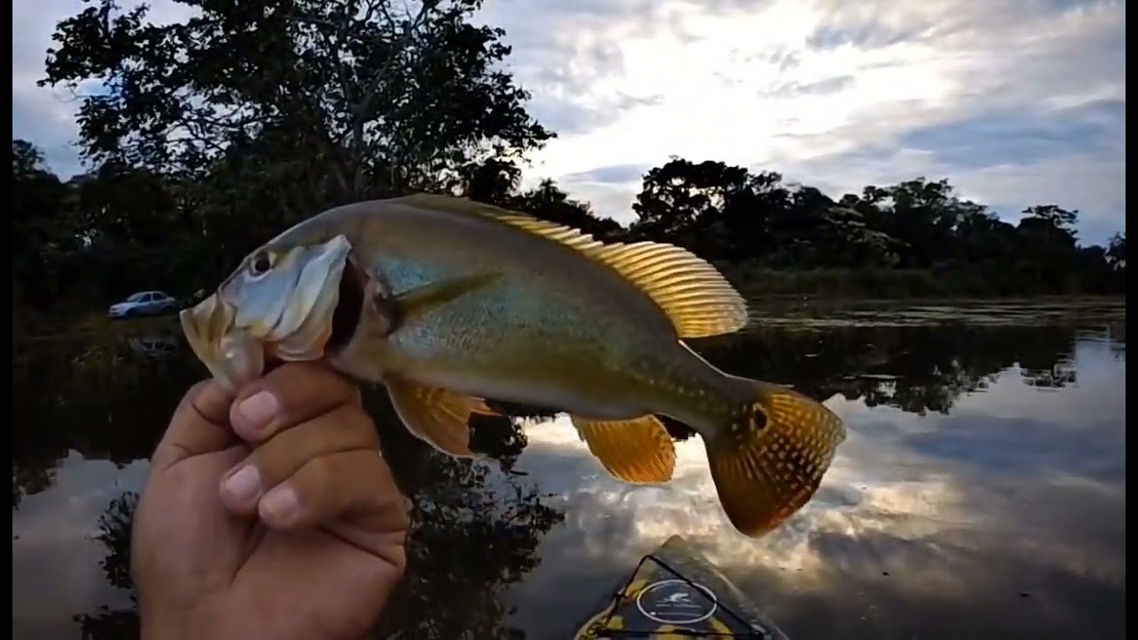 Pescaria de tucuna com o rio cheio!🎣