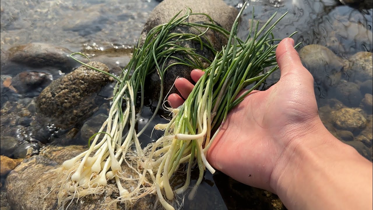 清流で山菜採り　セリやアサツキ、ノビル、ヨモギ、ミツバを美味しくいただく