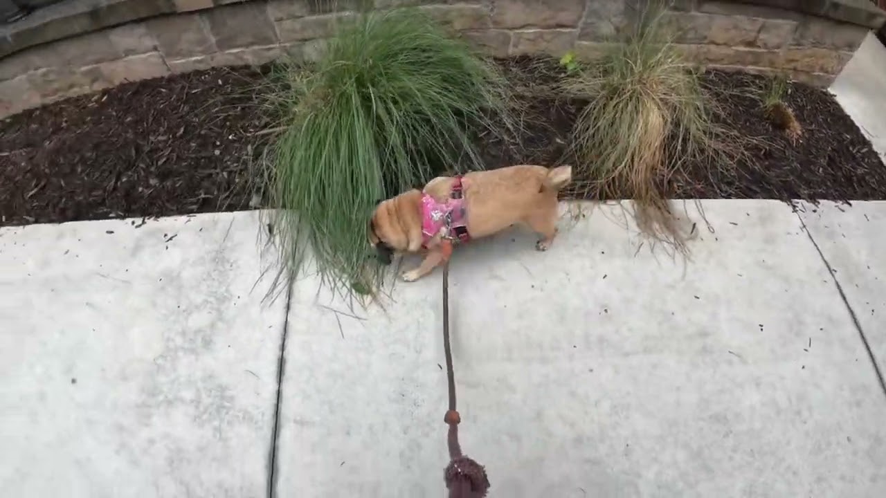 Meet Potato the Pug and walk through the ATL. Like comment & subscribe human.￼