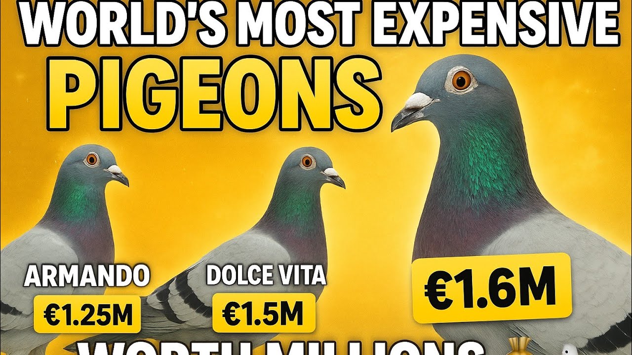 World’s Most Expensive & Famous Racing Pigeons 🕊️ | New Kim, Armando, Dolce Vita