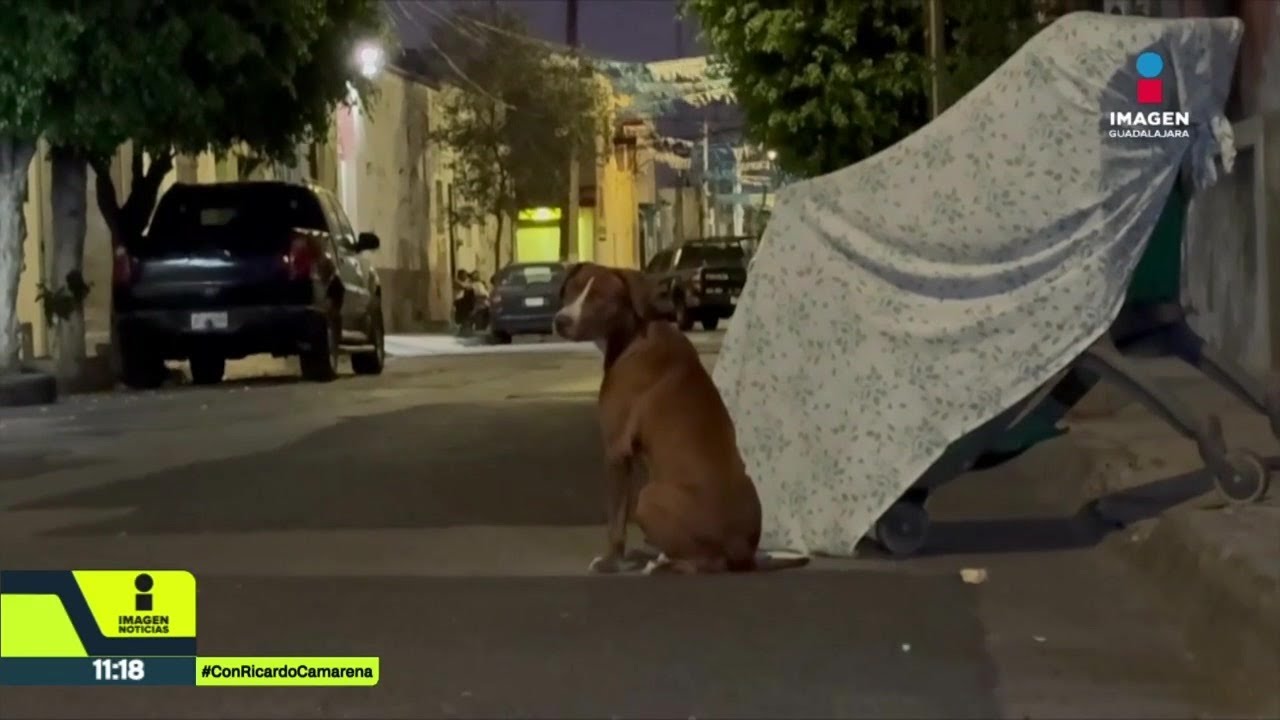 Hallan hombre sin vida dentro de un carrito de supermercado; su perrito permaneció a su lado