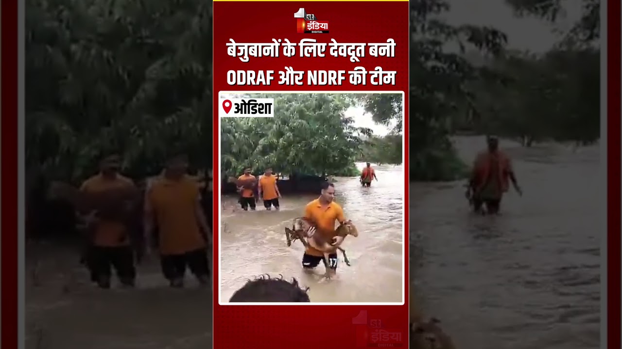 Odisha Flood: बेजुबानों के लिए देवदूत बनी ODRAF और NDRF की टीम | Rescue Operation | Heavy Rain