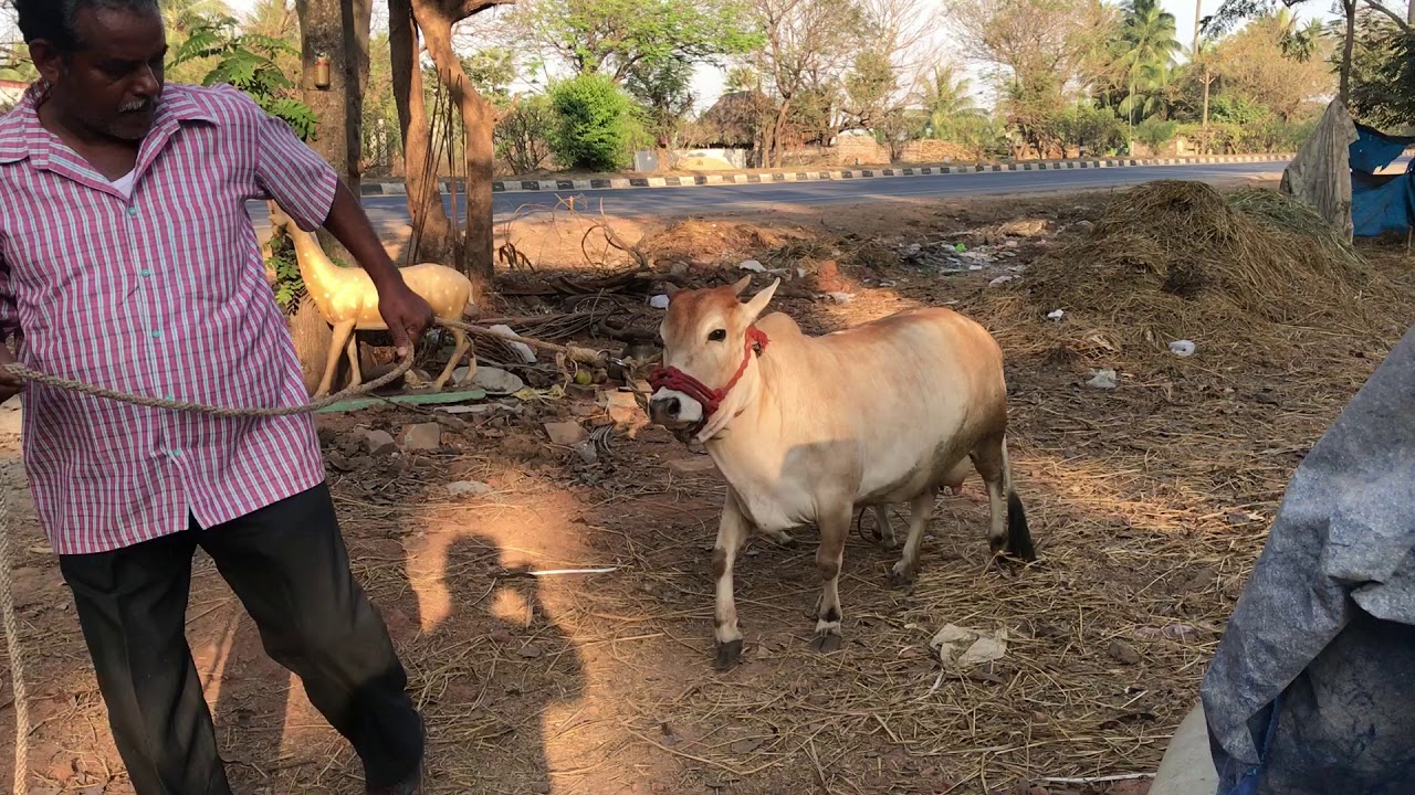 Punganuru cow at varma Sidhantham