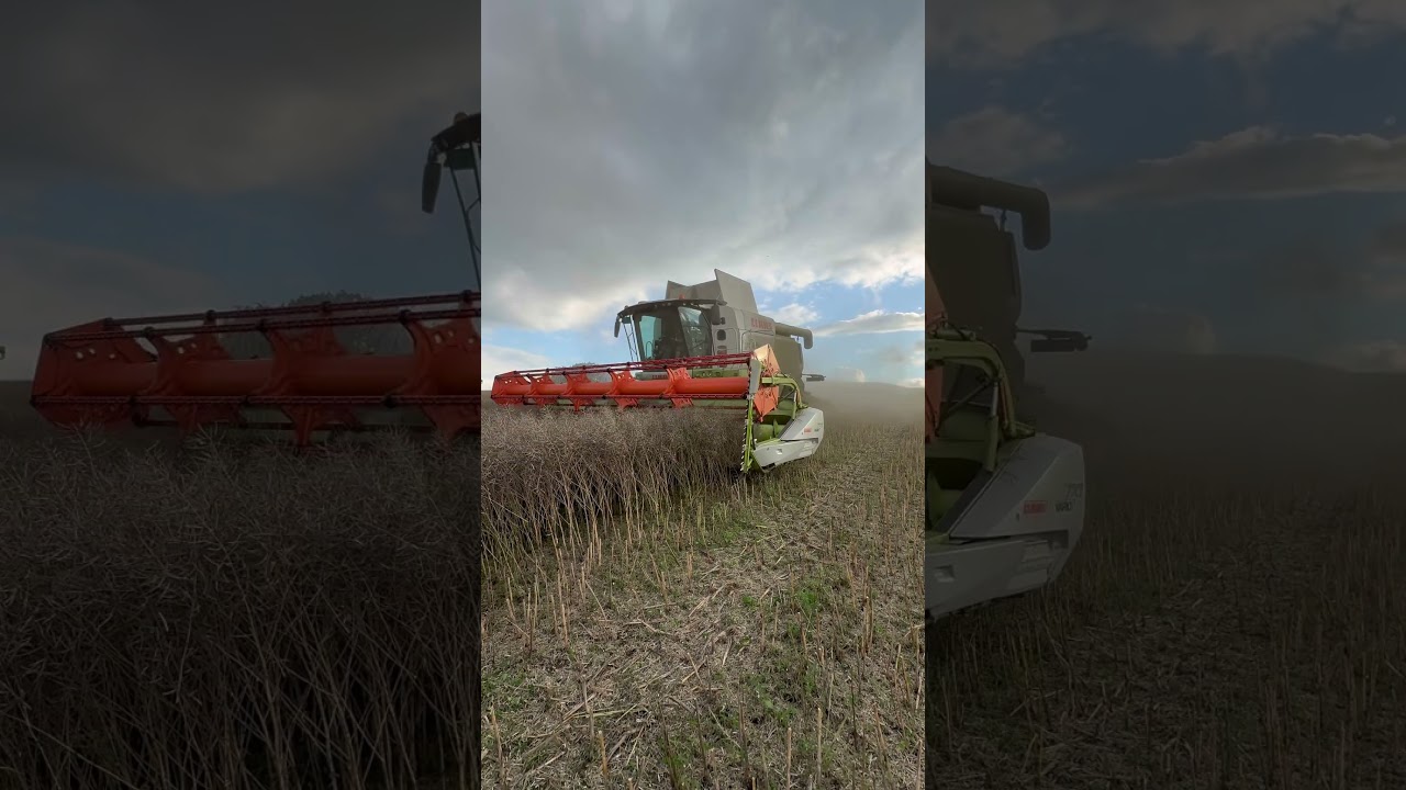 Claas Lexion 660 in canola 💚🤍❤️🤙🏻🤩😎 