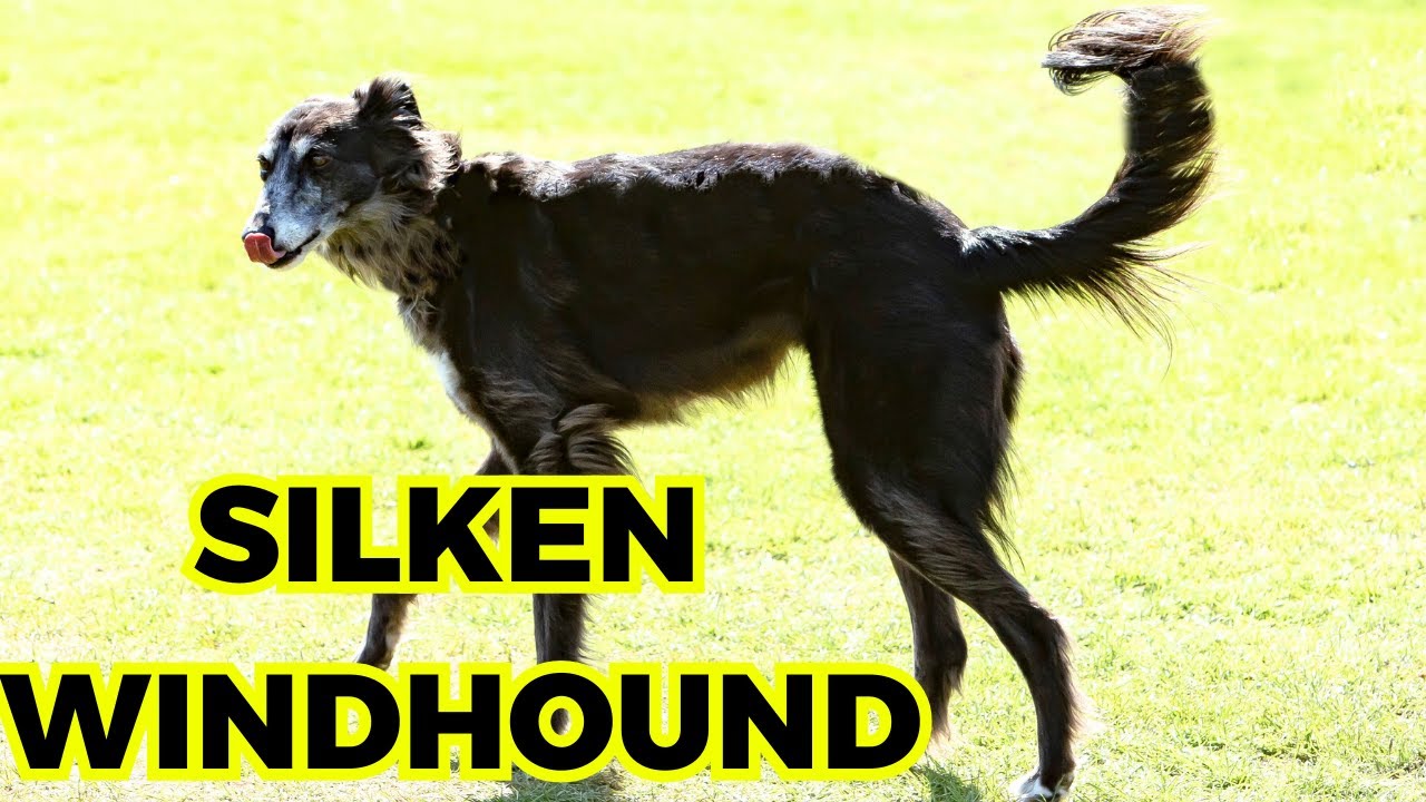 Silken Windhound - Top 10 Facts