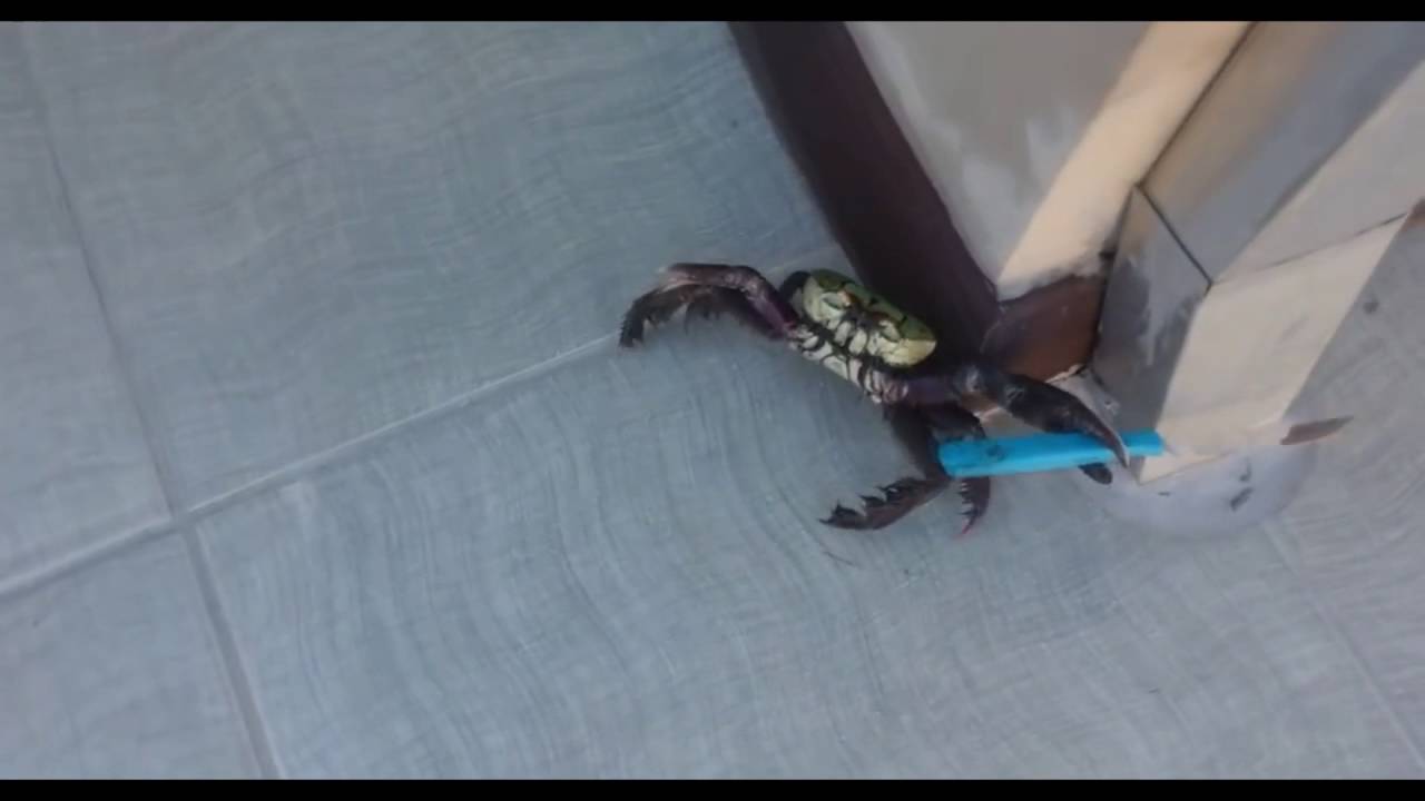 genji play