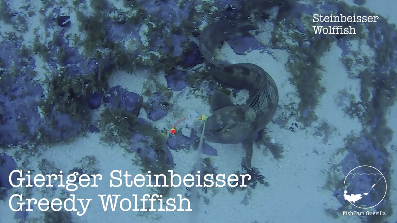 Gieriger Steinbeisser - Norwegen - EscapeCam - Mai 2024