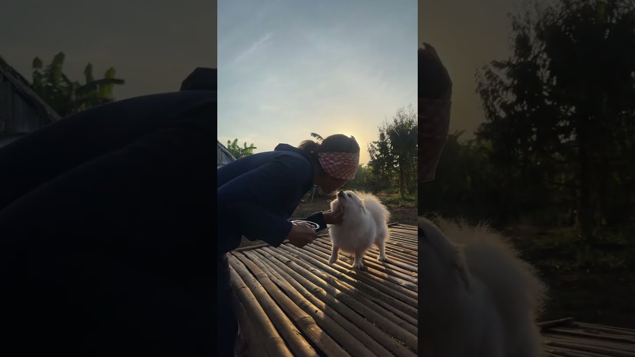 Cute Animals Morning Routine 🌿☀️