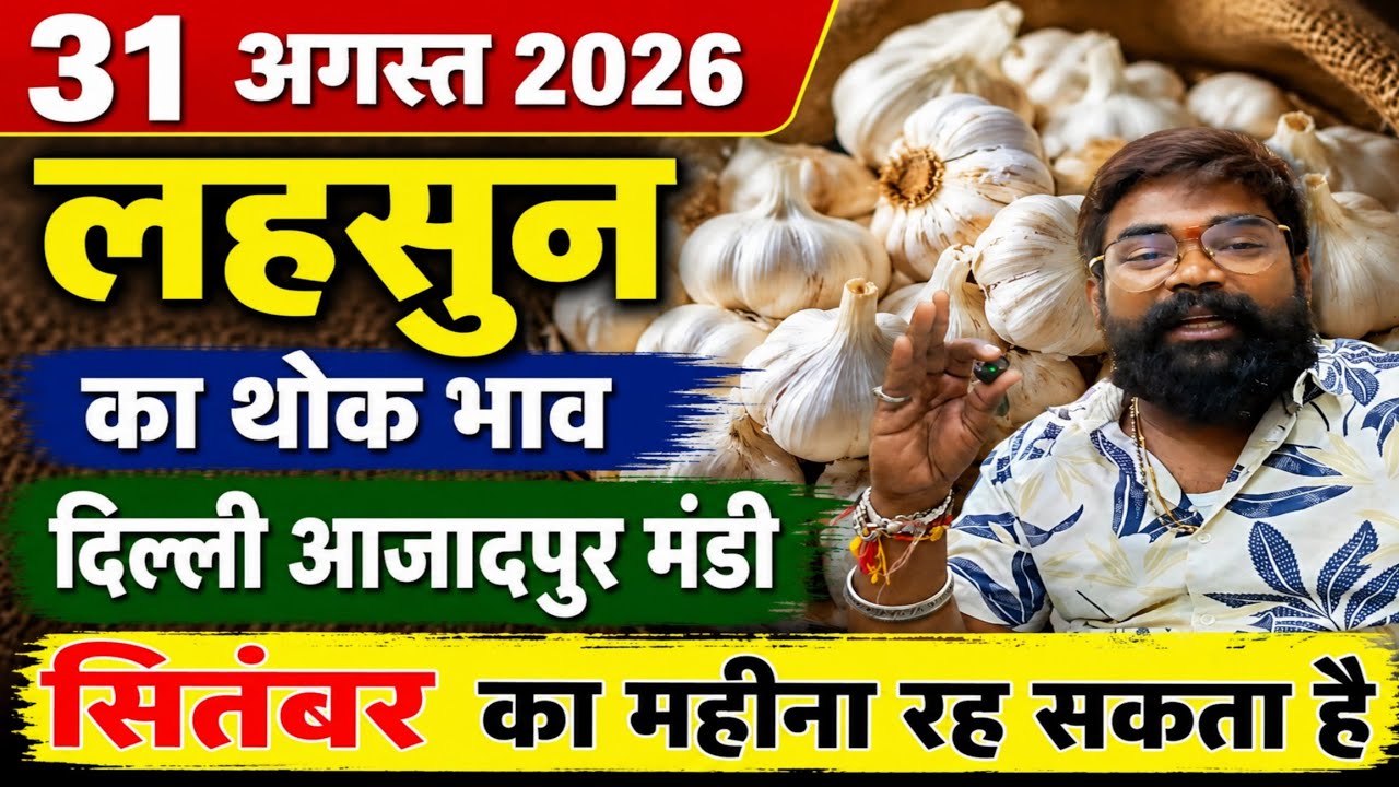 31 August 2026 | Today Garlic Market Price | Garlic Price The Shocking Prediction #mandirates