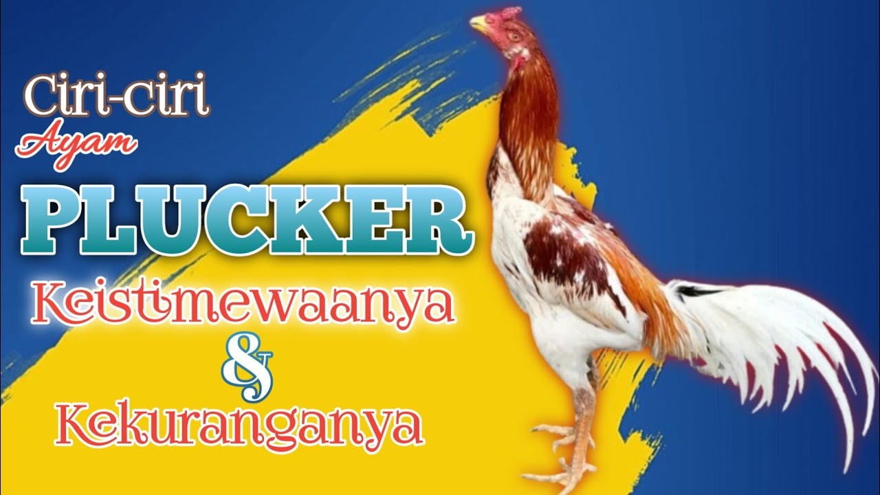 ЭТО ХАРАКТЕРИСТИКИ PLUCKER CHICKEN И ЕГО ОСОБЕННОСТИ