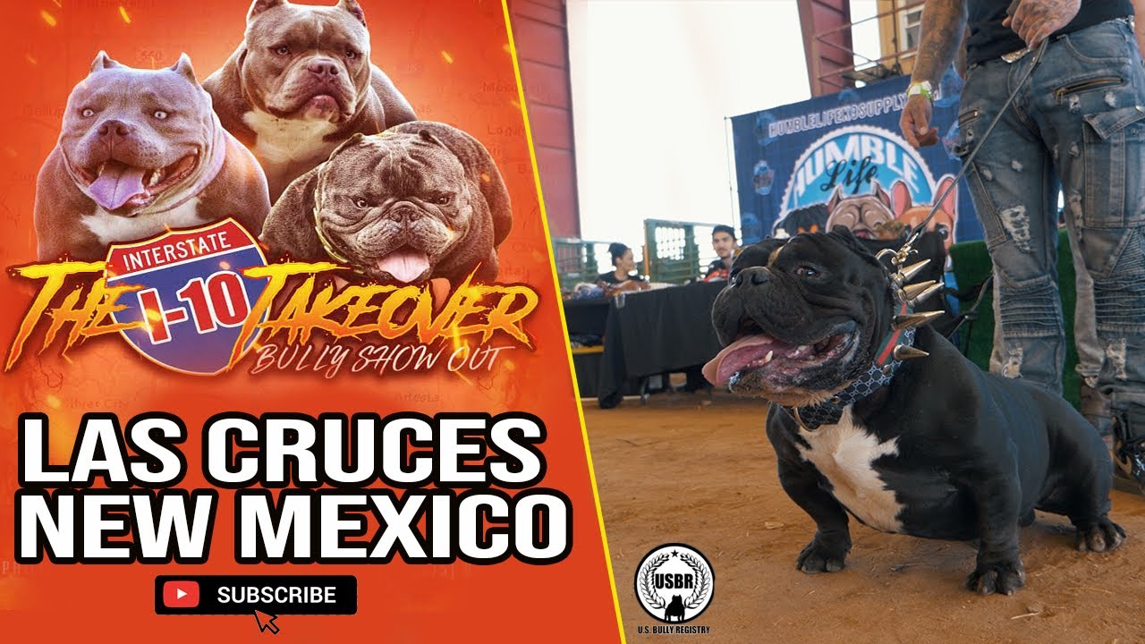 American bully show Las Cruces NM USBR event 2021