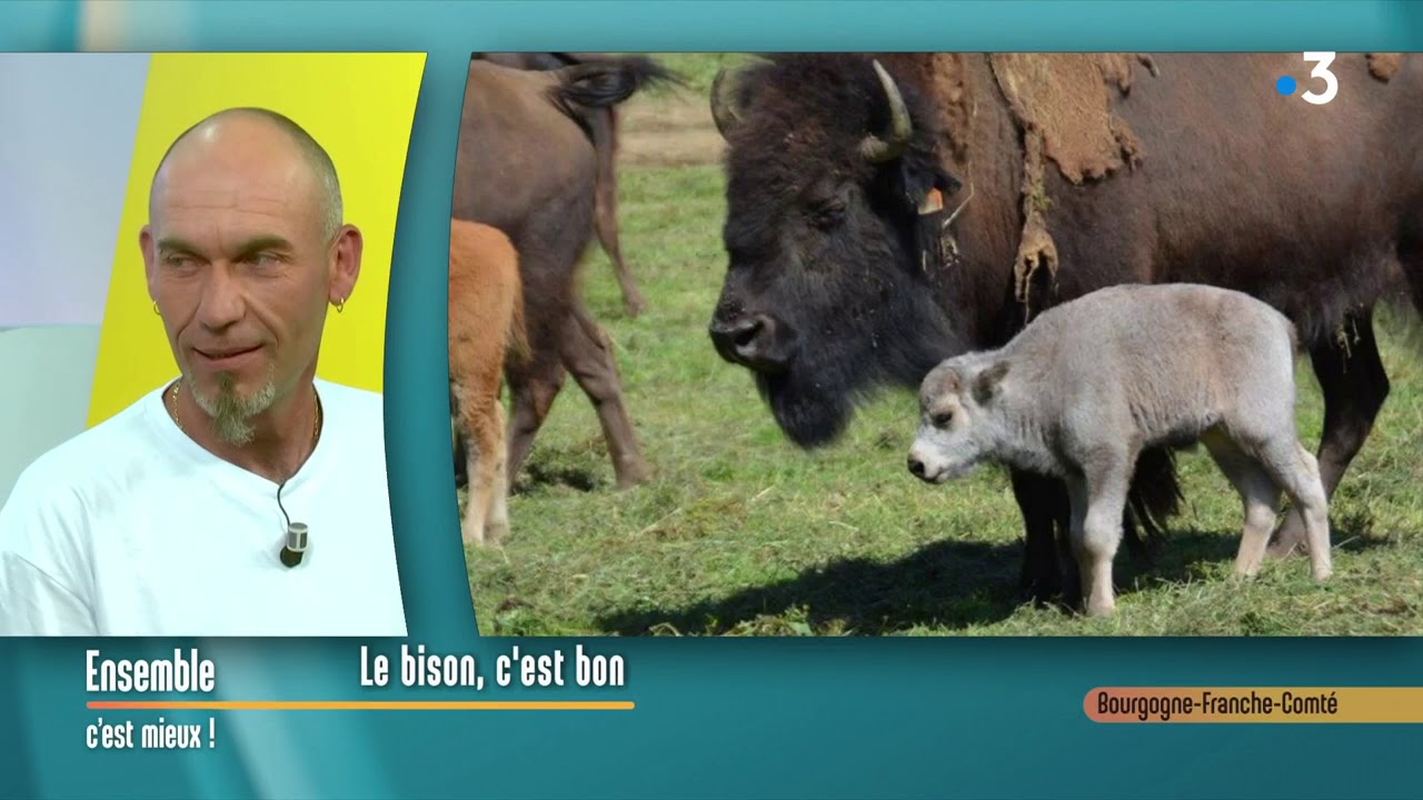 Les bisons du Sachuron dans le Doubs