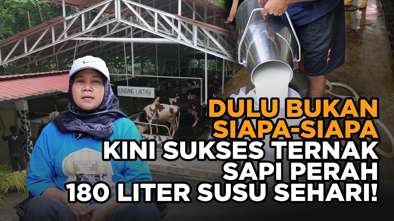 Kisah Inspiratif! Wanita Peternak Sapi Perah dengan Hasil Melimpah 180 Liter/Hari