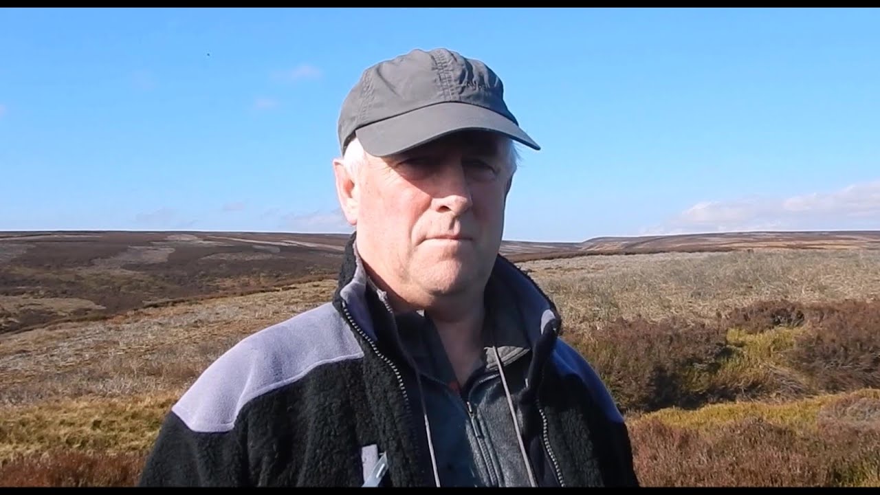 Moorland walk and stroppy grouse