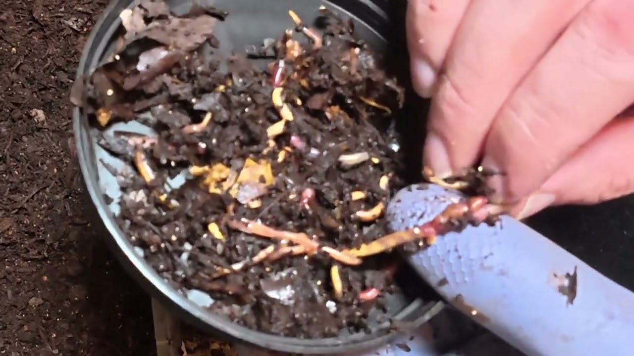 Shoe Box Bin Update Check In and Reset #wormswithrick #vermicomposting 