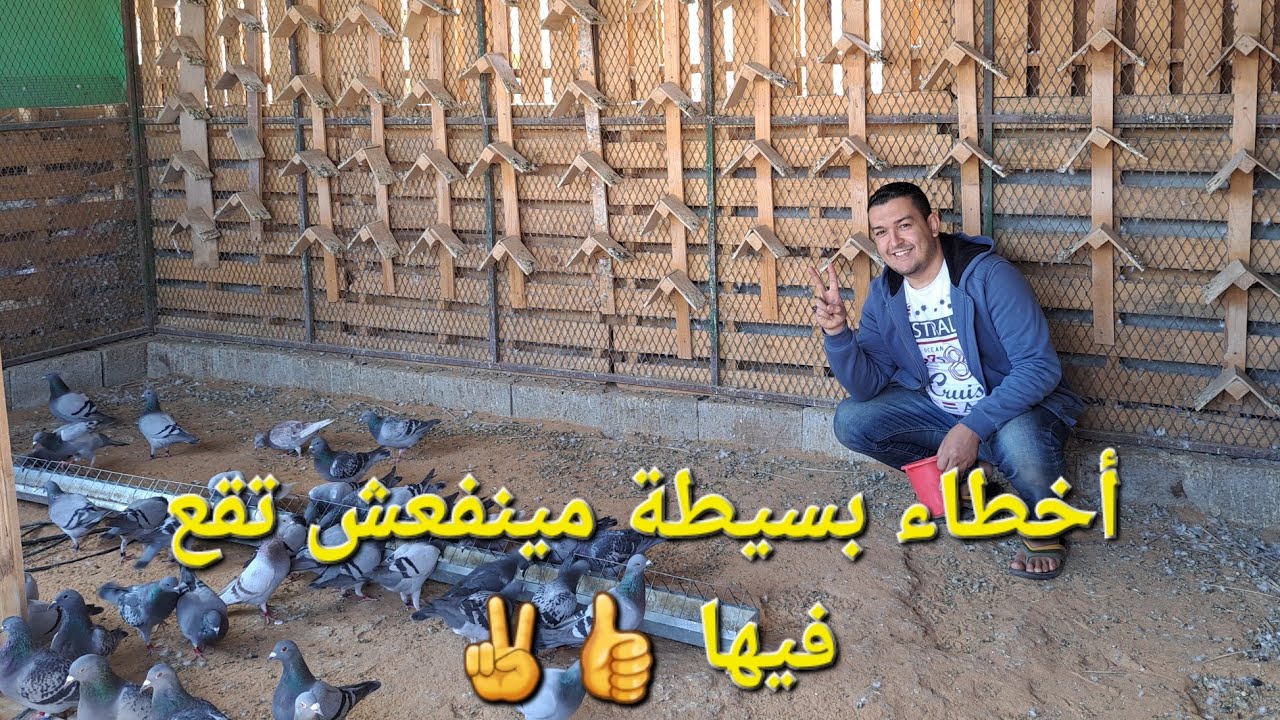 تدريب الحمام الزاجل وأهم مهارات وطرق التعامل بإحترافية لتجهيز الحمام للسباق ببساطة كله ع المكشوف