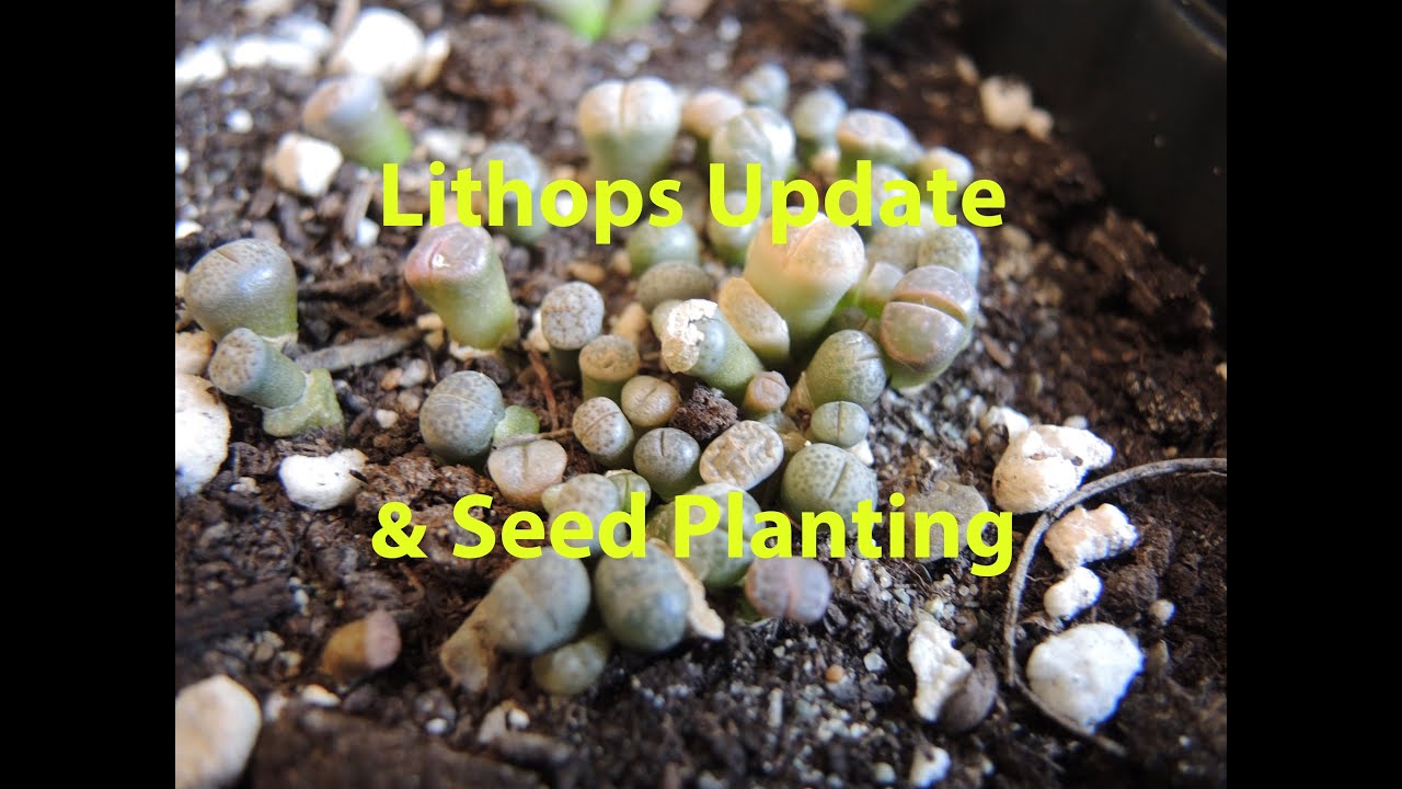 Lithops Update and More Seeds to Plant