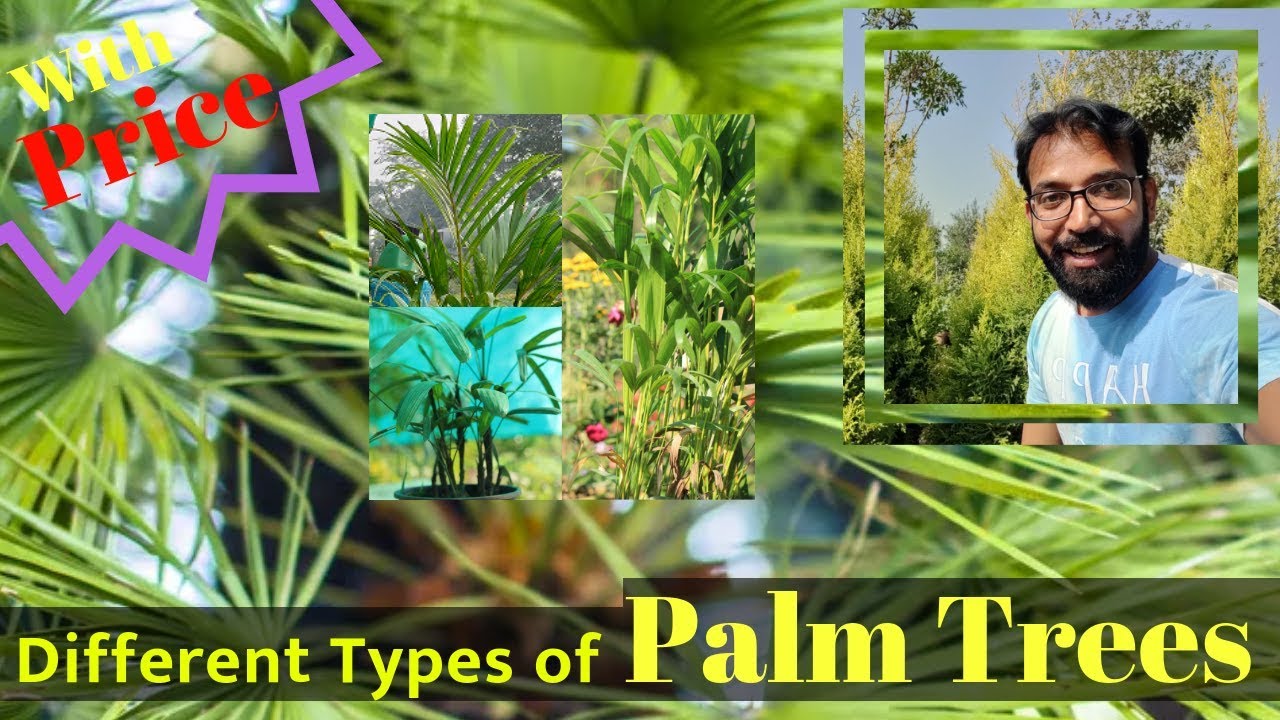Types of Palm Trees With Price | Palm Trees in India | Rabish,  Areca, Paurotis, Red Latania, Palm