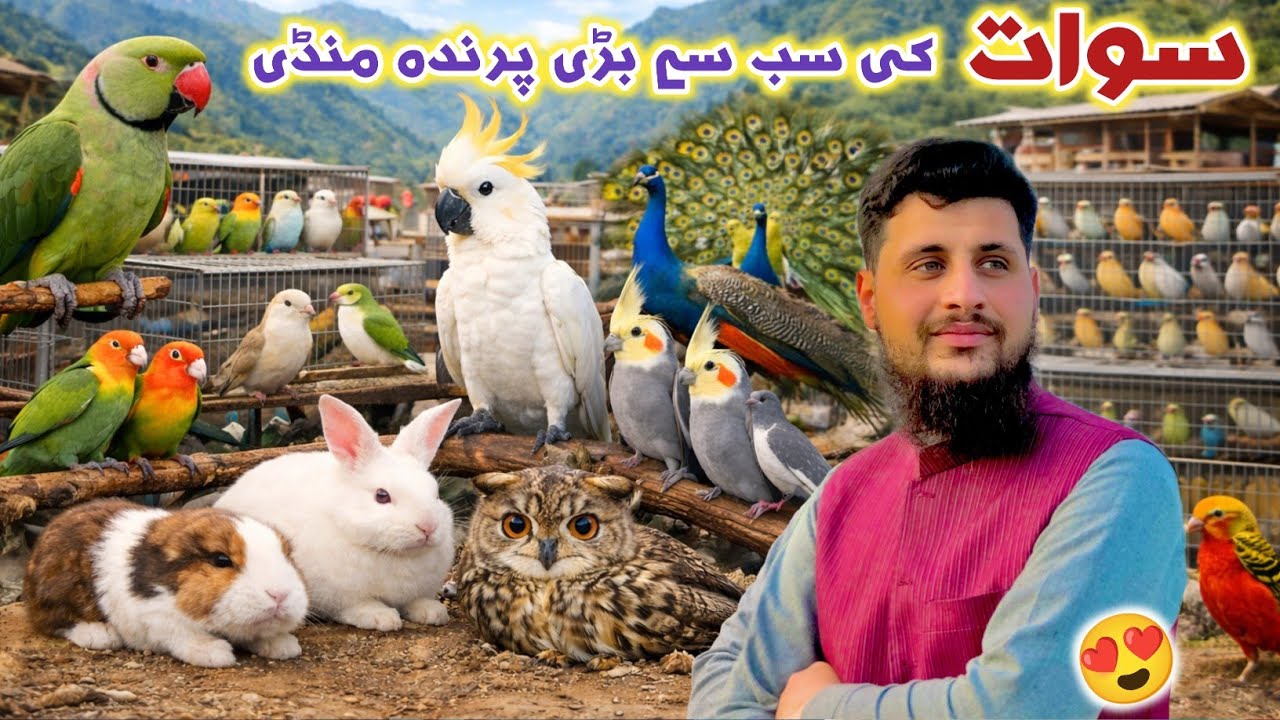 Swat Largest Birds 🐦 Market | Ring Nick, Cats Cocktail, Love Birds, Rabbits Peacock, Turkey, Izhar 