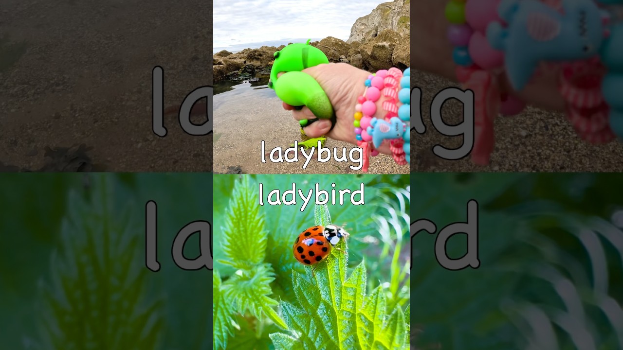 Bug Insect Names for Kids to Learn at the Rock Pool: Wasp Bee Earthworm Praying Mantis Ladybug