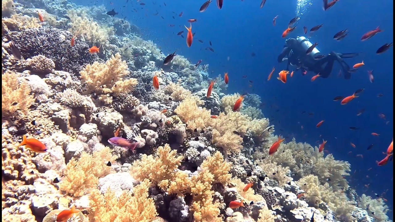 Red Sea Diving in Sharm El Sheikh February 2026