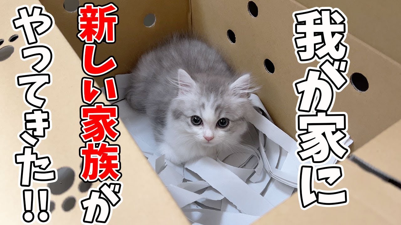 【子猫が我が家にやってきた当日】先住猫にバレないように家に入れたらこうなった&hellip;w