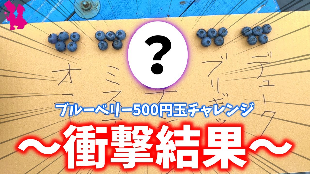 【これぞロマン】ブルーベリーを500円玉サイズにする挑戦の結果発表