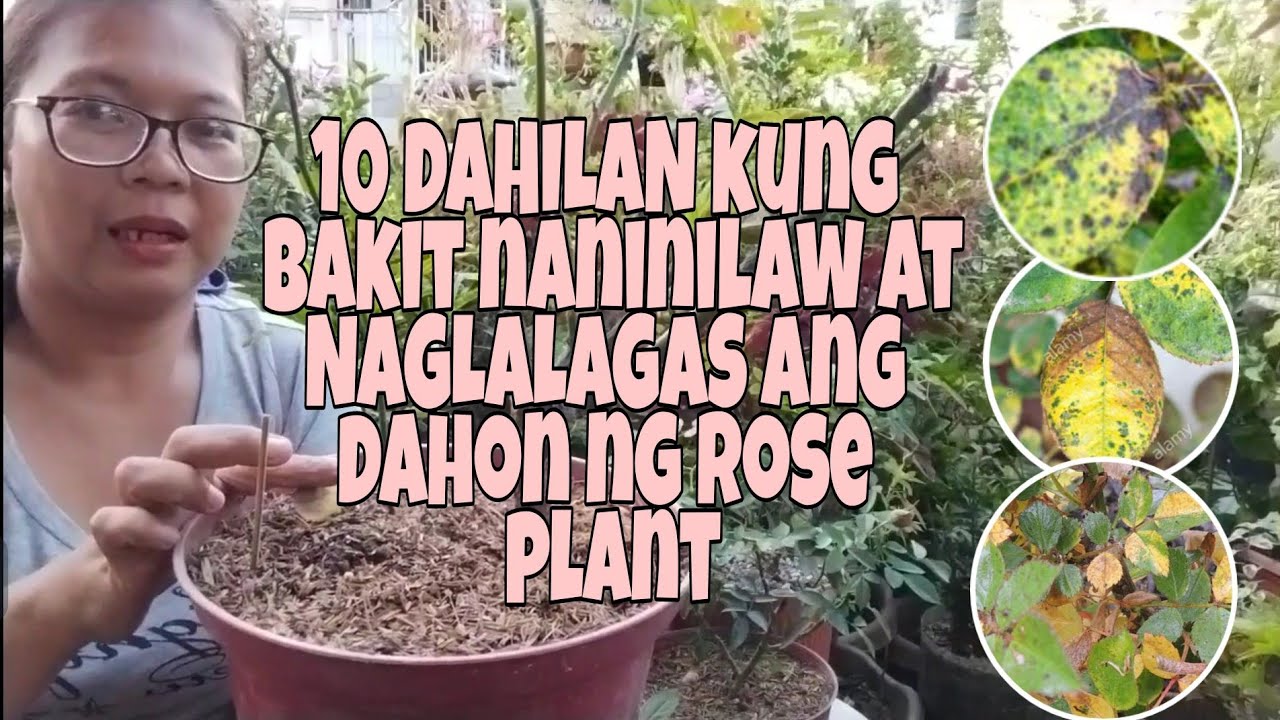 ANUNG DAHILAN KUNG BAKIT NANINILAW AT NAGLALAGAS ANG DAHON NG ROSE PLANT