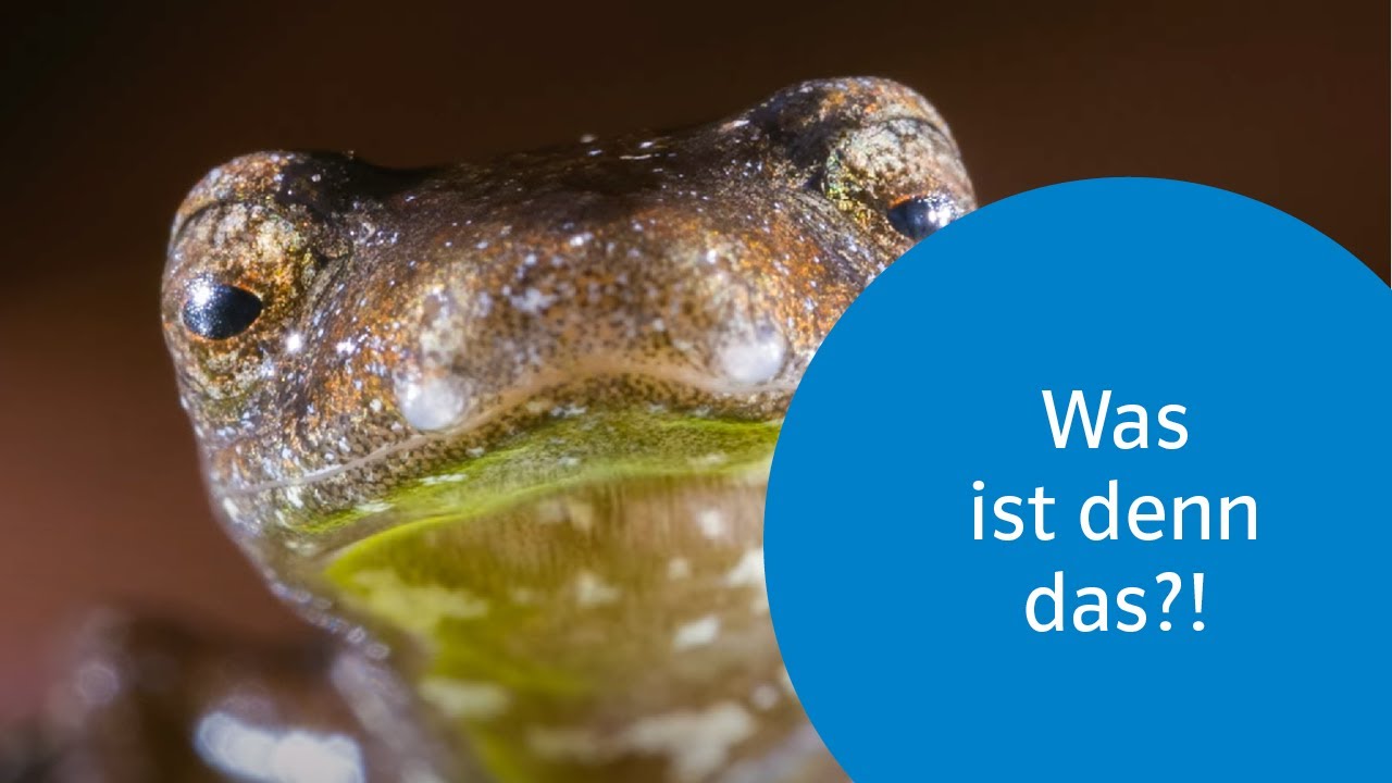SH Netz - Ein Molch in der Gasleitung