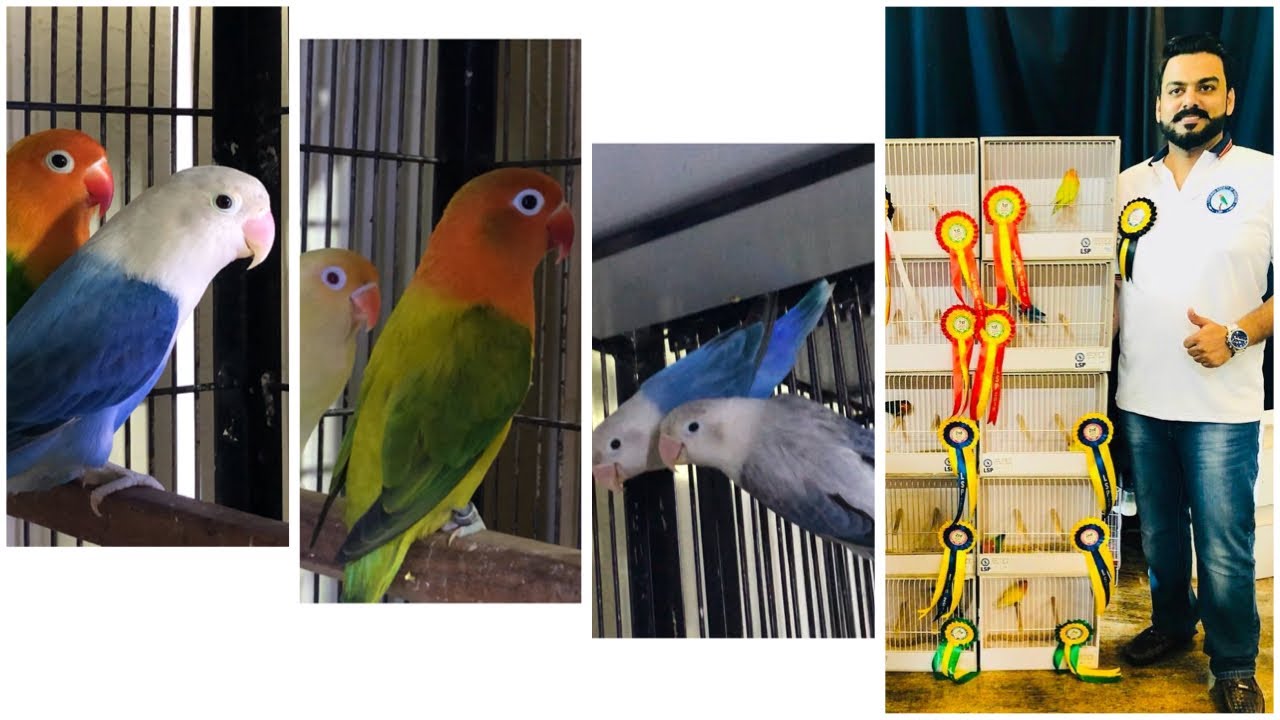 Waqas Ahmed Lovebirds | budgerigar | Breeding Setup | By Wajahat Munawar