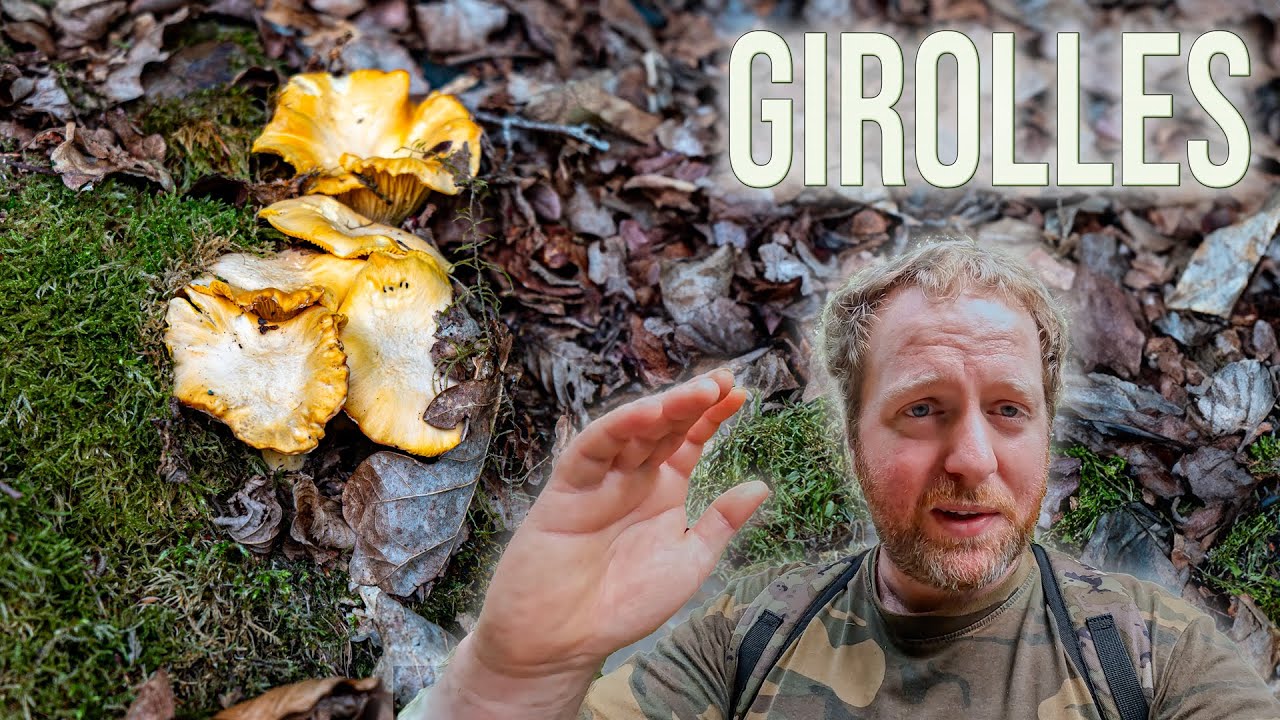 Les premières girolles pruineuses sont là. Et... elles sont déjà belles !