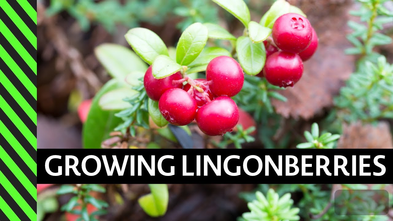 Lingonberry: How to Grow