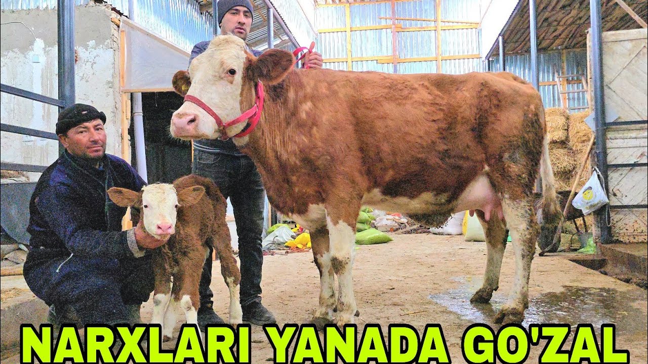 Ramziddin ukamizdan bugun bonba narxlarda bo'g'oz va ona bola sigirlar 11февраля 2026 г.