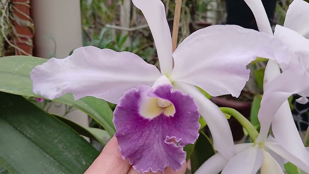 🔴 Orquídea Com Canela Seca, VEJA O QUE FAZER 