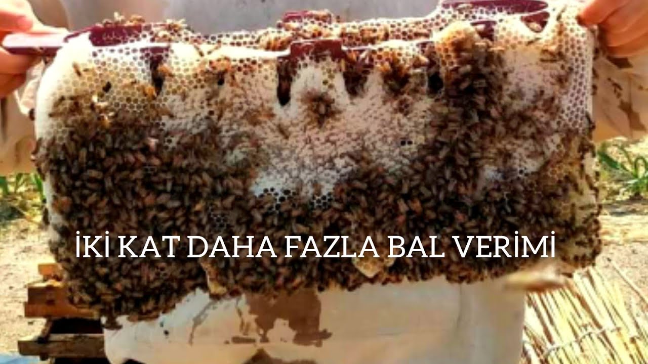 IZGARASIZ BU SİSTEM İLE 2 KAT DAHA FAZLA BAL ALICAKSINIZ #beekeeping #kovan #arıcılık #petek  #bee