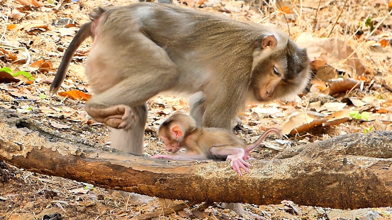 Wildlife Educational Documentary: Mother Encourages Baby Monkey to Walk.