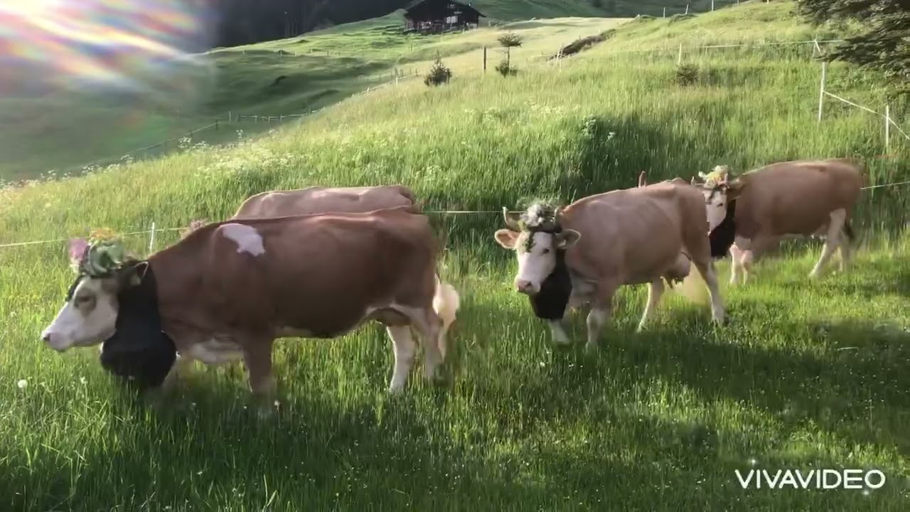 Alpauffahrt 2023, Michel Dres, Grindelwald BE
