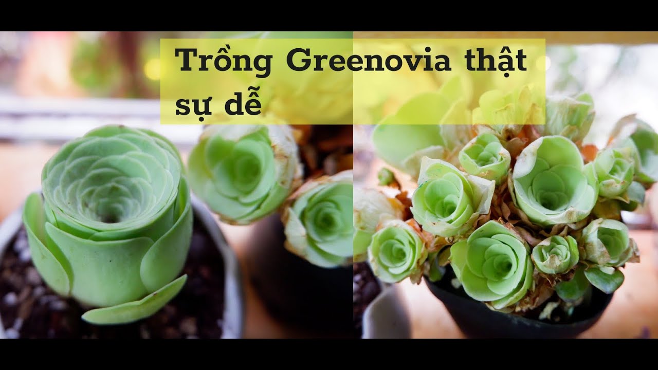C&aacute;ch cắt tỉa rễ v&agrave; trồng Greenovia để ph&aacute;t triển tốt