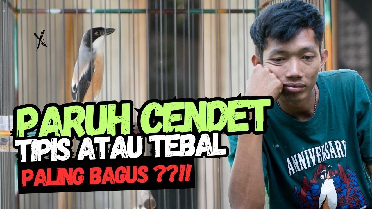 Paruh Cendet Tipis Atau Tebal Yang Paling Bagus ??!!
