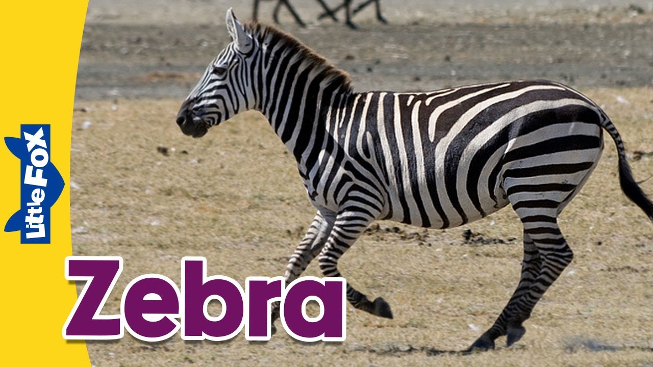 Meet the Animals | Horses | Zebra | Stories for Kindergarten